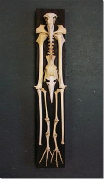 Environmental- Bird Man(7 July 2010) (Small)