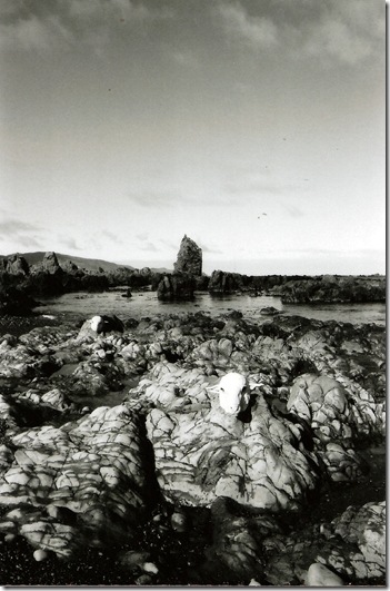 Sheep - Rock1(com)