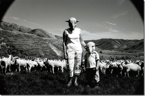 Sheep Farm