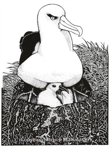 Albatross- Picture