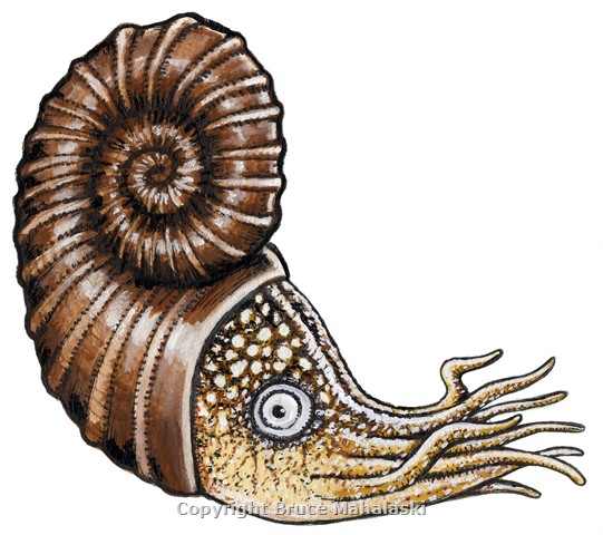 057 - Ammonite Picture - Extinct.