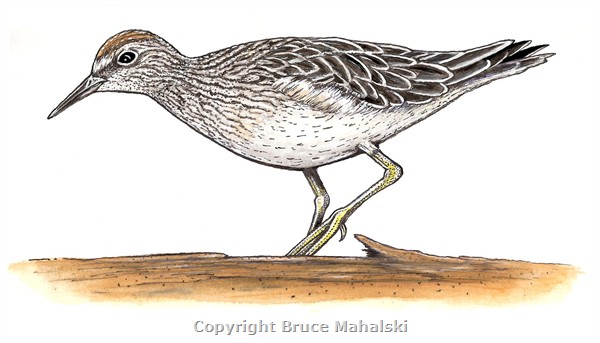 016 - Sharp tailed sand-piper picture (colour)