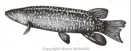 Giant Kokupu Picture