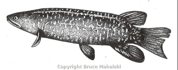 Giant Kokupu Picture
