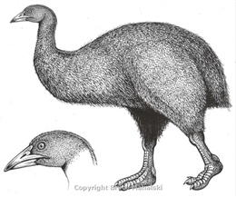 Moa (Dinornis robustus)