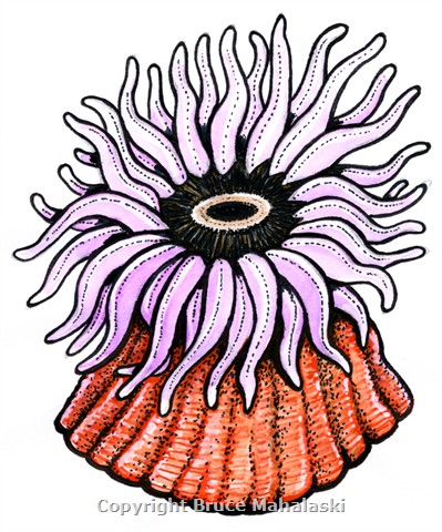 sea-anemones-8_250 Sea creatures art, Ocean tattoos, Coral drawing.