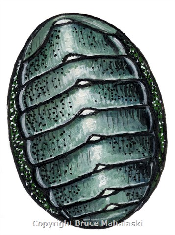 044 - Chiton Picture