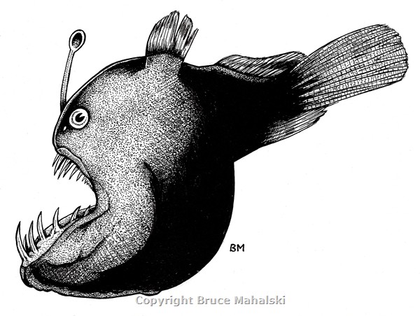 021 - Angler Fish (Unknown Species)