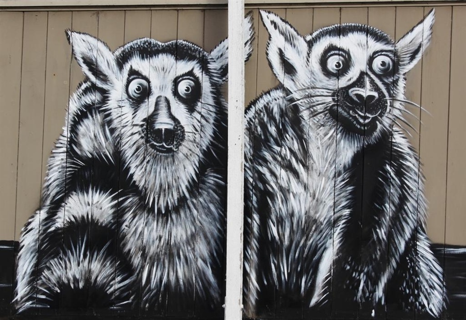 Ring tailed lemurs - Dunedin fence - 2019