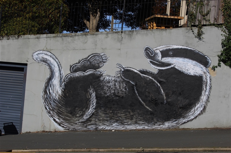 Badger - Royal Terrace- Dunedin - 2018