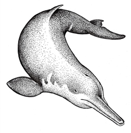 Baiji or Chinese River Dolphin