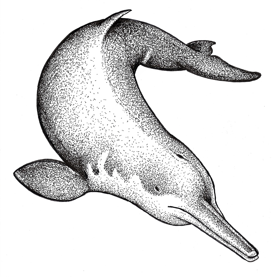 Baiji or Chinese River Dolphin