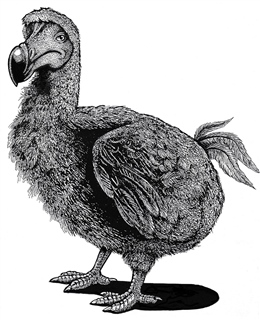 Dodo (Raphus cucullatus)