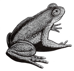 Extinct Gastric Brooding Frog