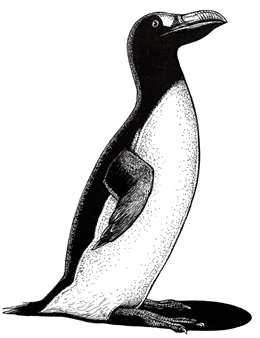 Extinct Great auk (Pinguinus impennis) 