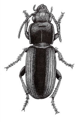 Extinct NZ Eyrewell Ground Beetle (Holcaspis brevicula)