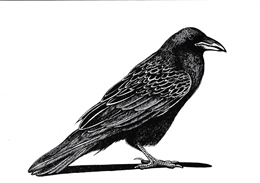Extinct New Zealand Raven