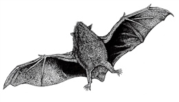 NZ Extinct Greater Short tailed Bat