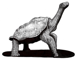 Extinct Pinta Island tortoise (Chelonoidis abingdoni)