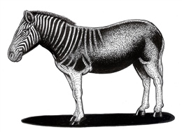 Extinct Quagga(Equus quagga quagga)