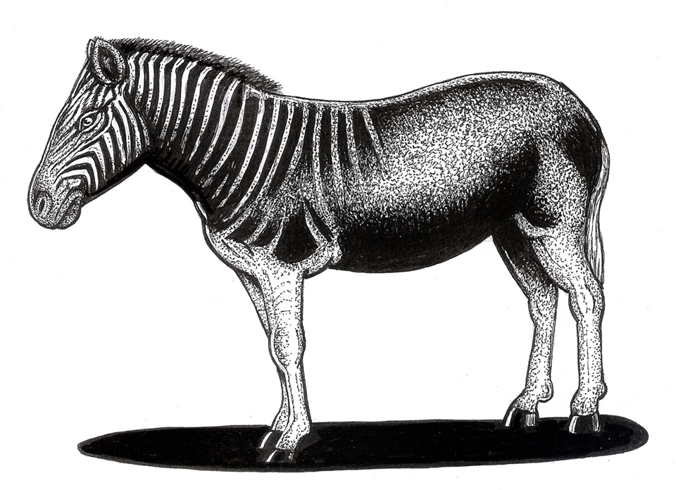 Extinct Quagga(Equus quagga quagga)