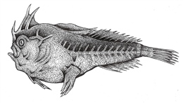 Extinct Smooth Handfish