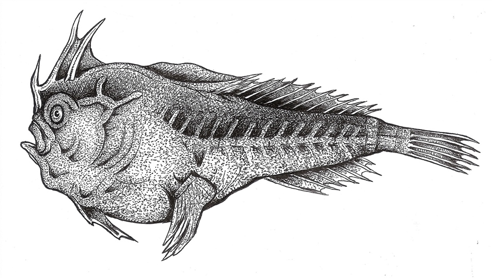 Extinct Smooth Handfish