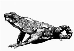 Starry night harlequin toad (Atelopus arsyecue)
