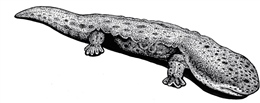 Giant Japanese salamander