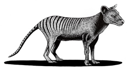 Extinct Thylacine or Tasmanian Tiger (Thylacinus cynocephalus)