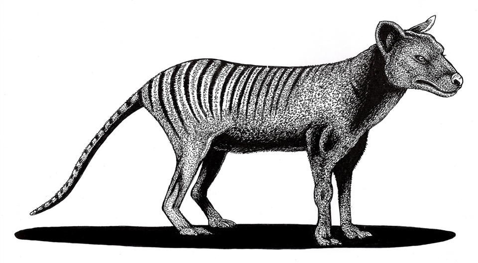 Extinct Thylacine or Tasmanian Tiger (Thylacinus cynocephalus)