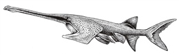 Extinct Chinese paddlefish (Psephurus gladius)