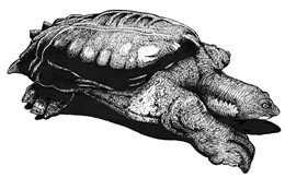 Extinct Yangtze giant softshell turtle (Rafetus swinhoei)