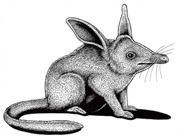  Extinct Lesser Bilby (Macrotis leucura)
