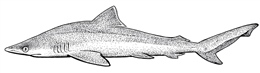 Extinct Lost shark (Carcharhinus obsolerus)