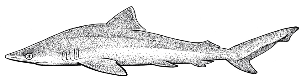 Extinct Lost shark (Carcharhinus obsolerus)