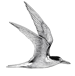New Zealand fairy Tern or Tara-iti (Sternula nereis davisae)