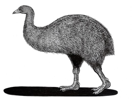 Extinct South Island Giant Moa(Dinornis robustus)