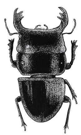 Mokohinau Stag Beetle (Geodorcus ithaginis)
