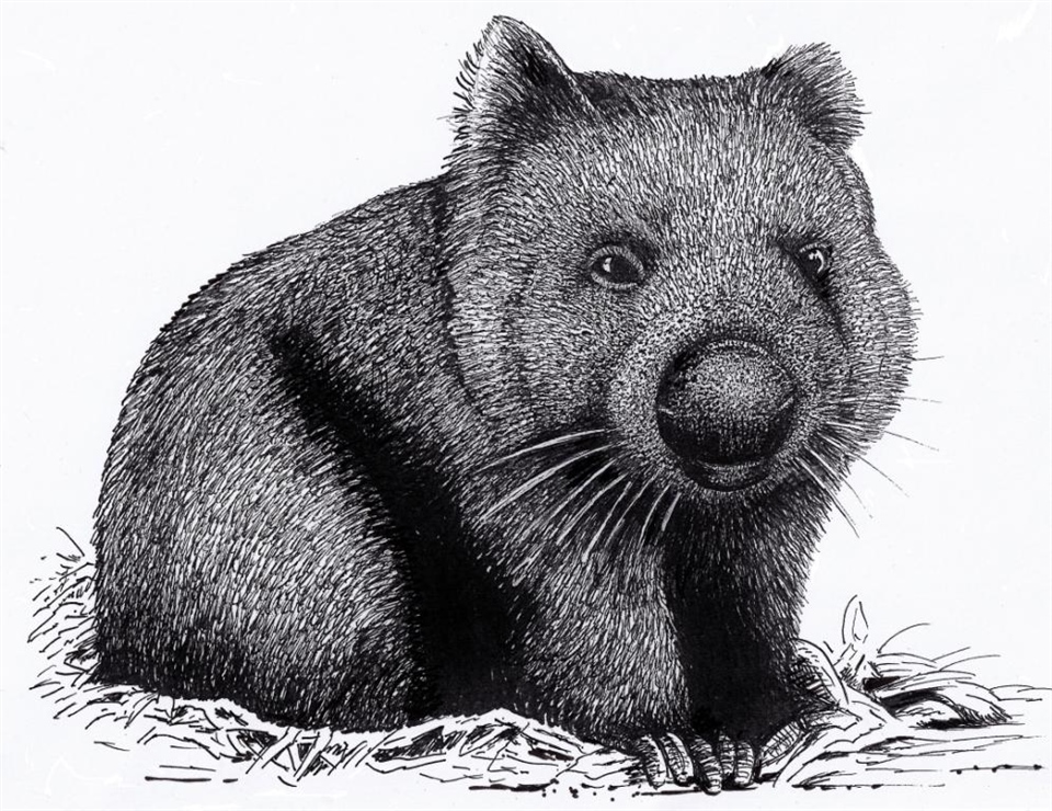 018. Northern Hairy Nosed Wombat  (Lasiorhinus krefftii)