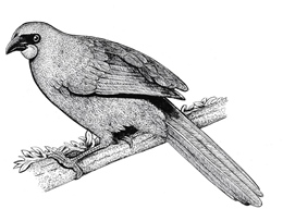 North Island kokako(Callaeas wilsoni)