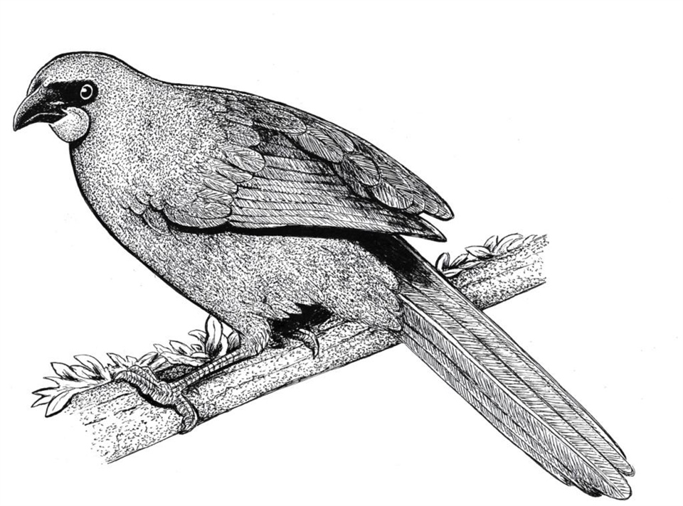North Island kokako(Callaeas wilsoni)