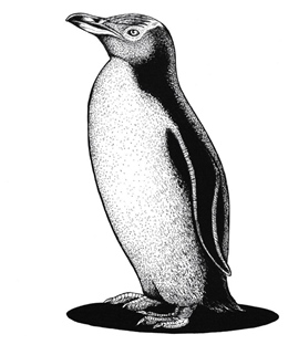 Yellow Eyed Penguin (Hoiho)(Megadyptes antipodes)