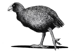 South Island Takahe (Nortornis) (Porphyrio hochstetteri),
